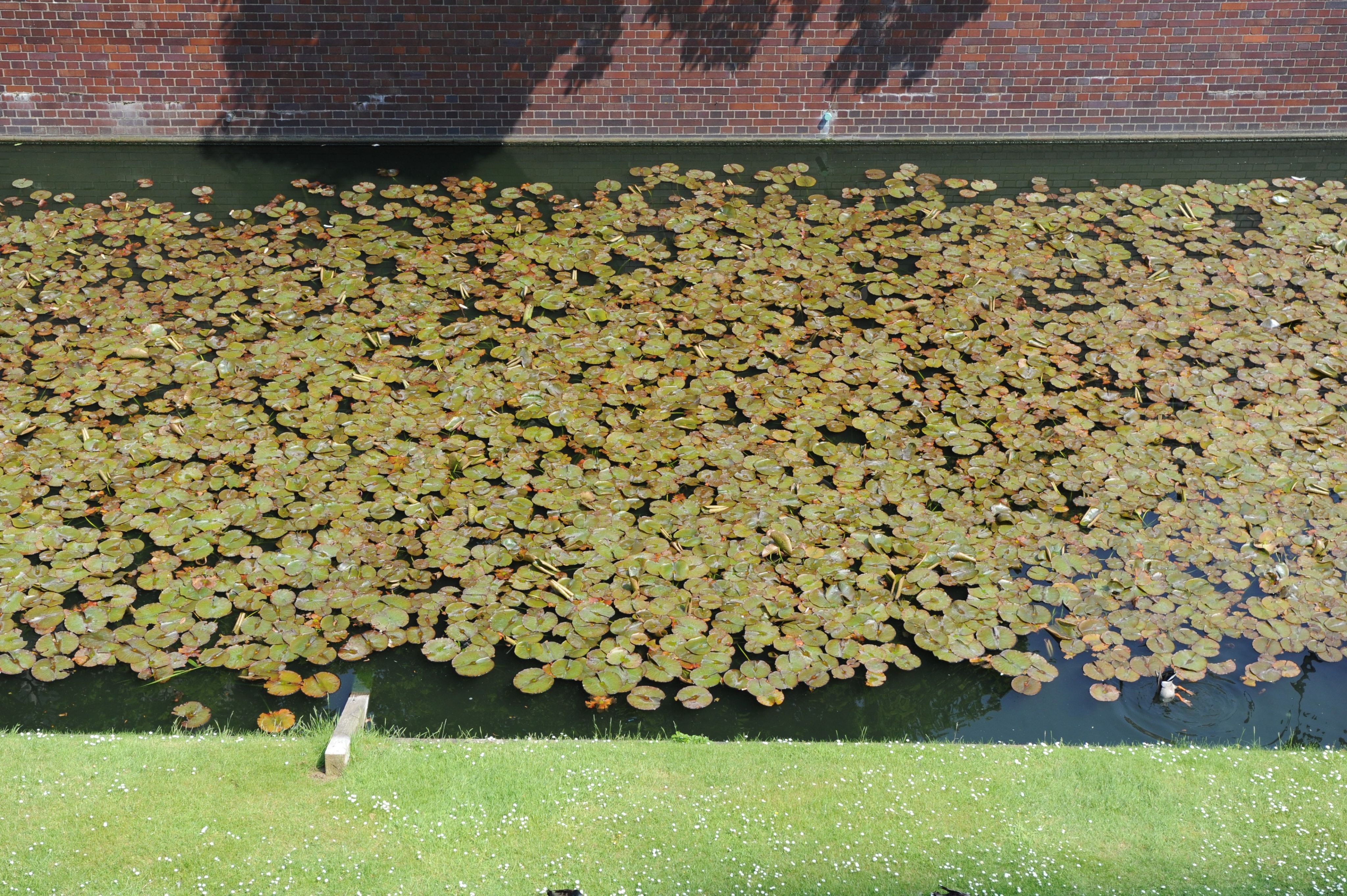 Lily Pads