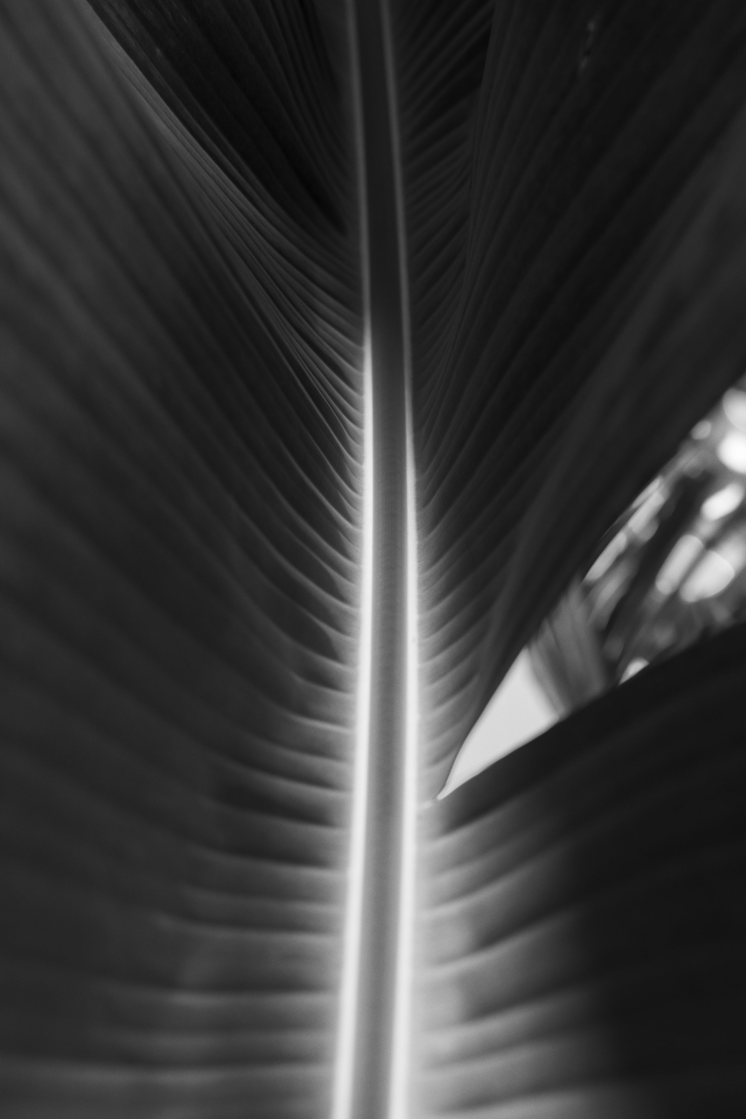 A black-and-white photo with a silvery sheen, of the under-side of a platano palm frond.
